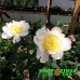 Пион Gold Standart Premium