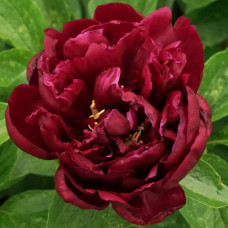 Пион Heavenly Red