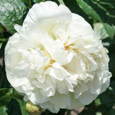 Пион Heavenly White