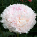 Пион Klehm's Pink Unknown