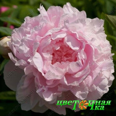 Пион Lady Orchid