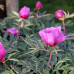 Пион Lavender Baby Premium