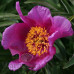 Пион Lavender Baby Premium