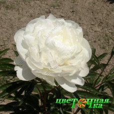 Пион Le Cygne