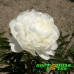 Пион Le Cygne