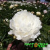 Пион Le Cygne