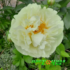 Пион Lemon Chiffon