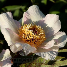 Пион Mai Fleuri Premium