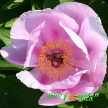 Пион May Lilac Premium