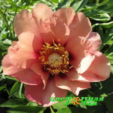 Пион Old Rose Dandy