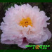 Пион Orchid Annie Пион Orchid Annie