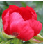 Пион peregrina var. romanica