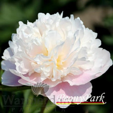 Пион Pink Pearl Premium
