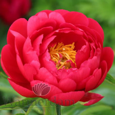 Пион Raspberry Charm