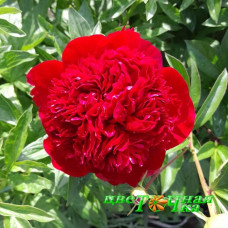 Пион Red Charm 
