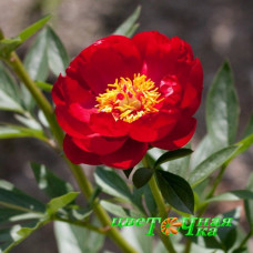 Пион Red Red Rose