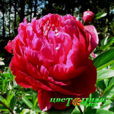 Пион Red Sarah Bernhardt