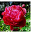 Пион Red Sarah Bernhardt