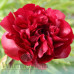 Пион Red Satin Premium