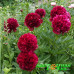 Пион Red Satin Premium Пион Red Satin Premium