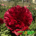 Пион Red Satin Premium Пион Red Satin Premium