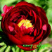 Пион Rose Dale Premium