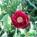 Пион Rose Dale Premium