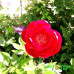 Пион Rose Dale Premium