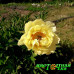 Пион Sequestered Sunshine Пион Sequestered Sunshine