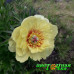 Пион Sequestered Sunshine Пион Sequestered Sunshine