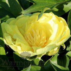 Пион Smith Family Yellow
