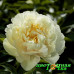 Пион Sunny Girl