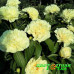 Пион Sunny Girl