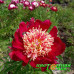 Пион Sword Dance Premium Пион Sword Dance Premium