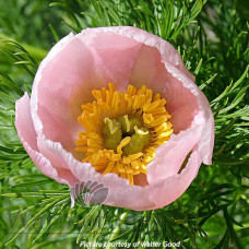 Пион tenuifolia Rosea