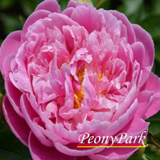 Пион Think Pink