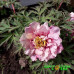 Пион Waucedah Princess