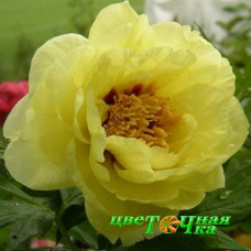 Пион Yellow Waterlily