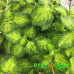Плектрантус Golden Ruffles