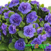 Примула Belarina Amethyst Ice