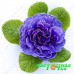 Примула Belarina Amethyst Ice