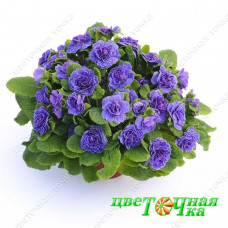 Примула Belarina Amethyst Ice