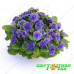 Примула Belarina Amethyst Ice