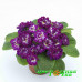 Примула Belarina Purple Down Примула Belarina Purple Down