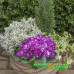 Примула Belarina Purple Down Примула Belarina Purple Down