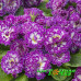 Примула Belarina Purple Down