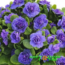Примула Belarina Baltic Blue