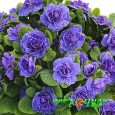 Примула Belarina Baltic Blue
