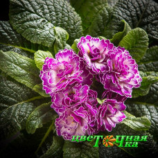 Примула Belarina Lively Lilac