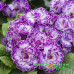 Примула Belarina Lively Lilac Примула Belarina Lively Lilac